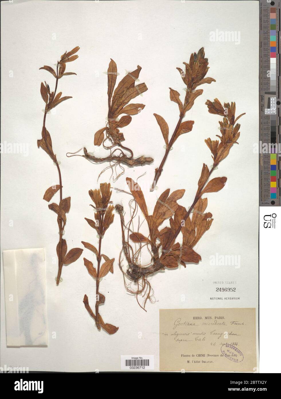 Gentiana microdonta Franch ex Hemsl. Stock Photo