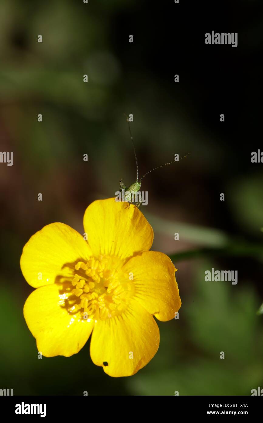 Wild Yellow Ranunculus Wild yellow flower ranunculus acris family ranunculaceae modern ...