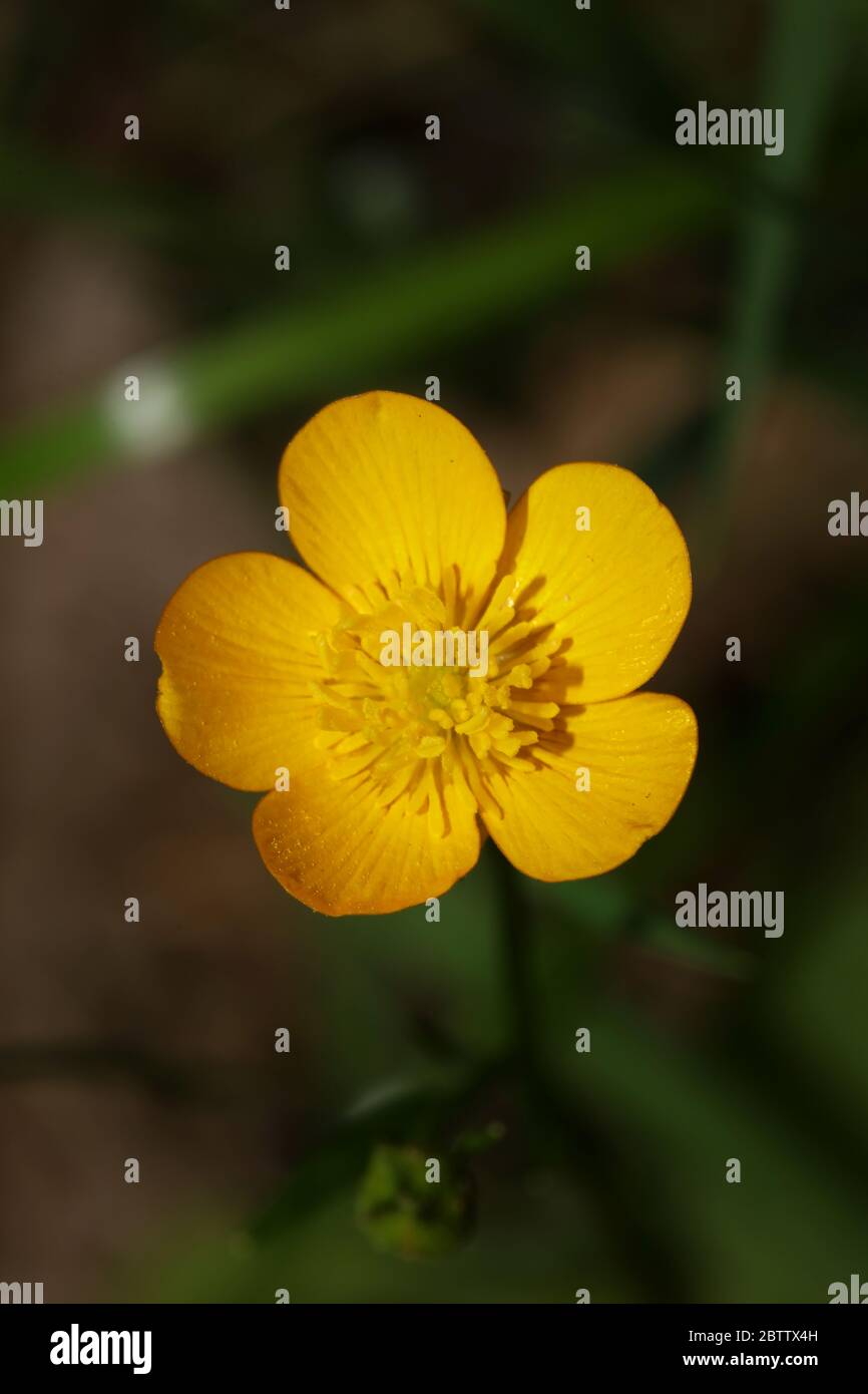 Wild Yellow Ranunculus Wild yellow flower ranunculus acris family ranunculaceae modern ...