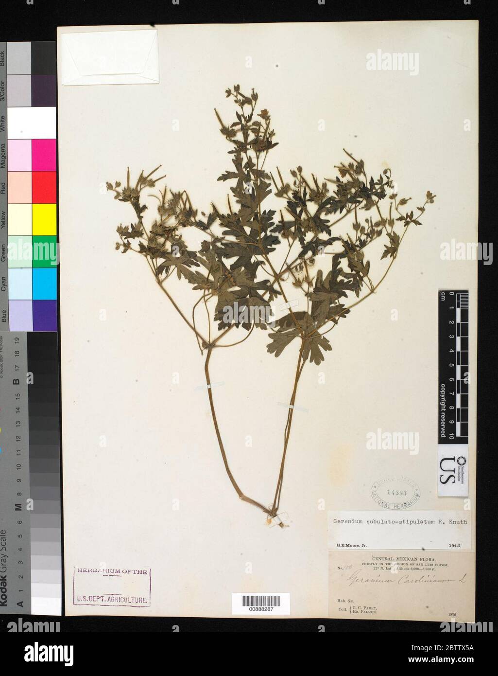 Geranium seemannii Peyr subsp seemannii. Stock Photo
