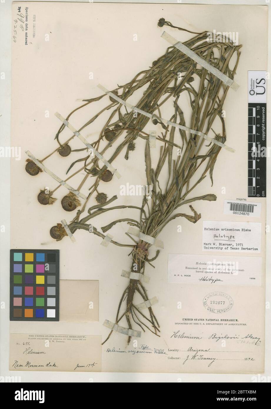 Helenium arizonicum SF Blake. Stock Photo
