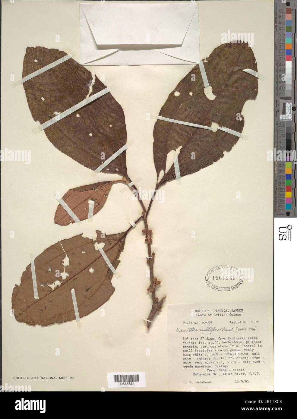 Tea Multiflora Henriettea multiflora hi-res stock photography and images - Alamy