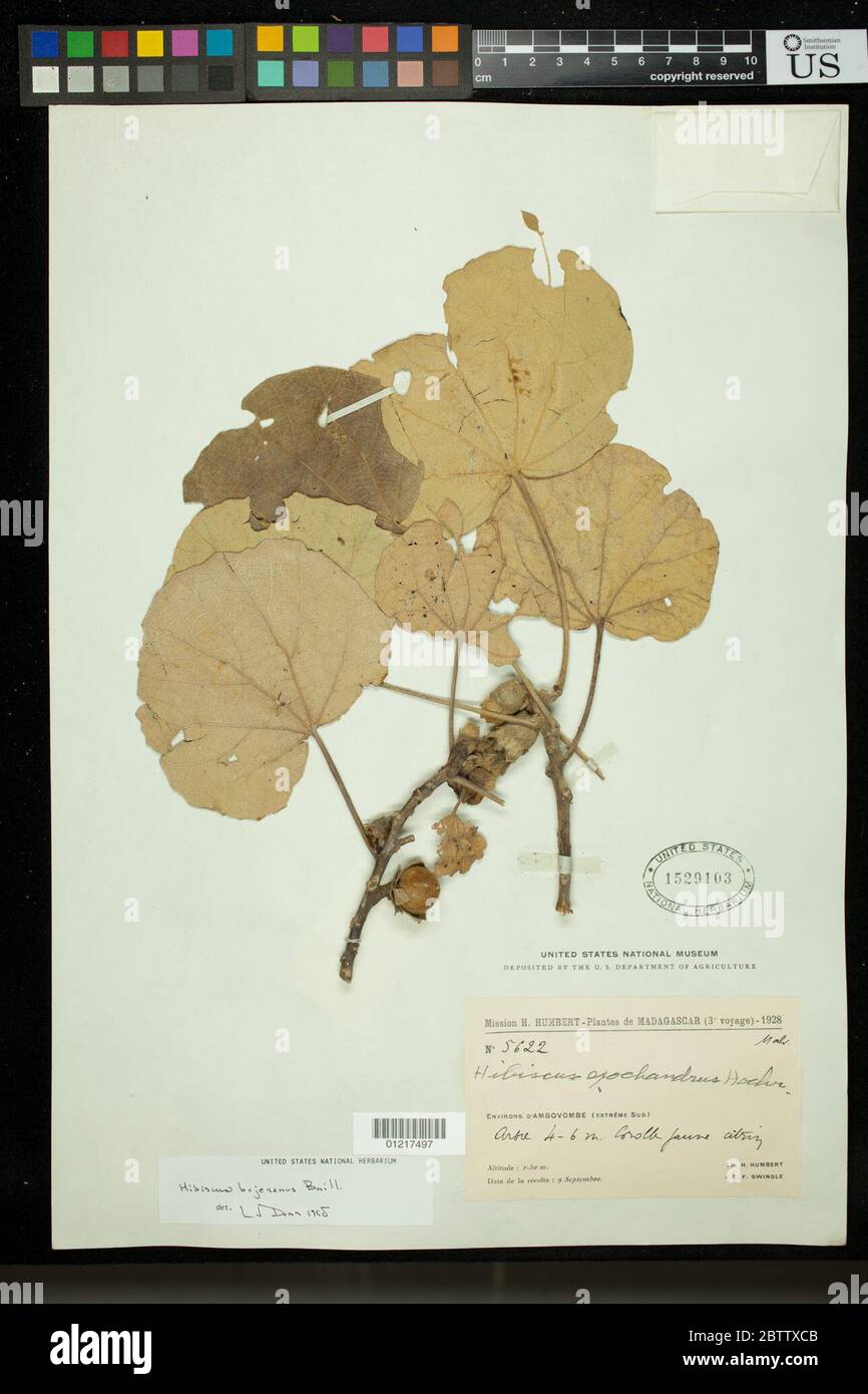 Hibiscus bojerianus Baill. Stock Photo