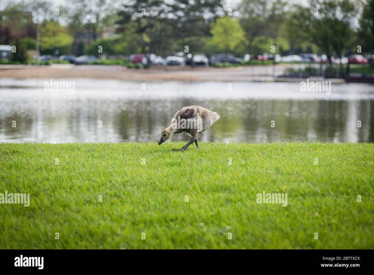 Canadian gosling eating and walking in green grass Stock Photo
