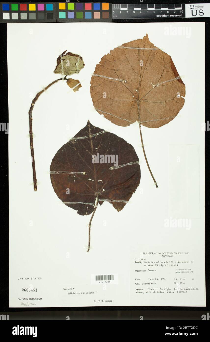 Hibiscus tiliaceus L. Stock Photo