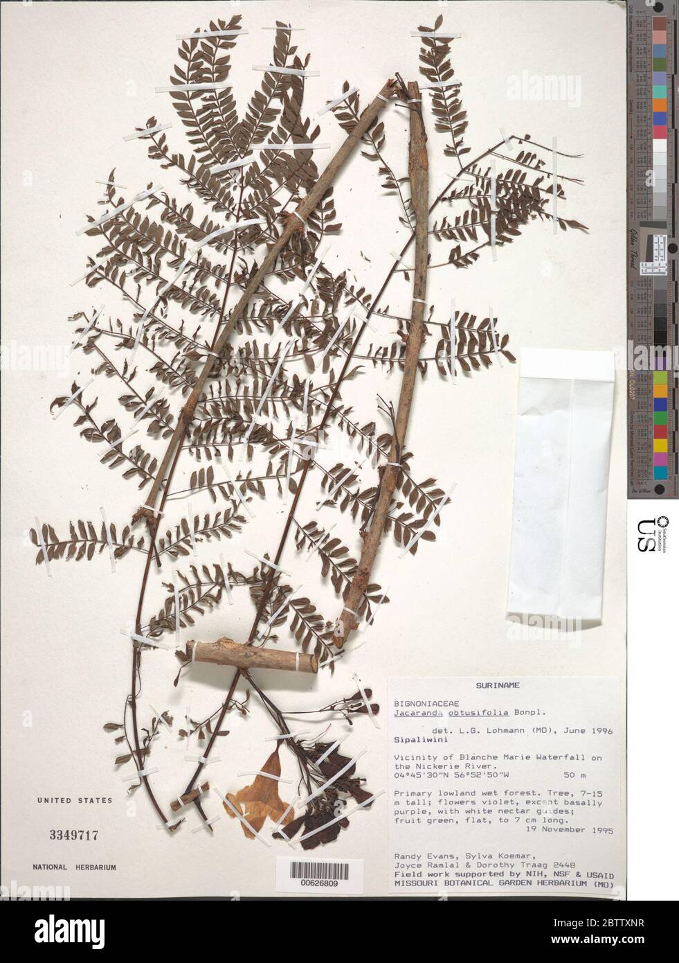 Jacaranda obtusifolia Bonpl. Stock Photo