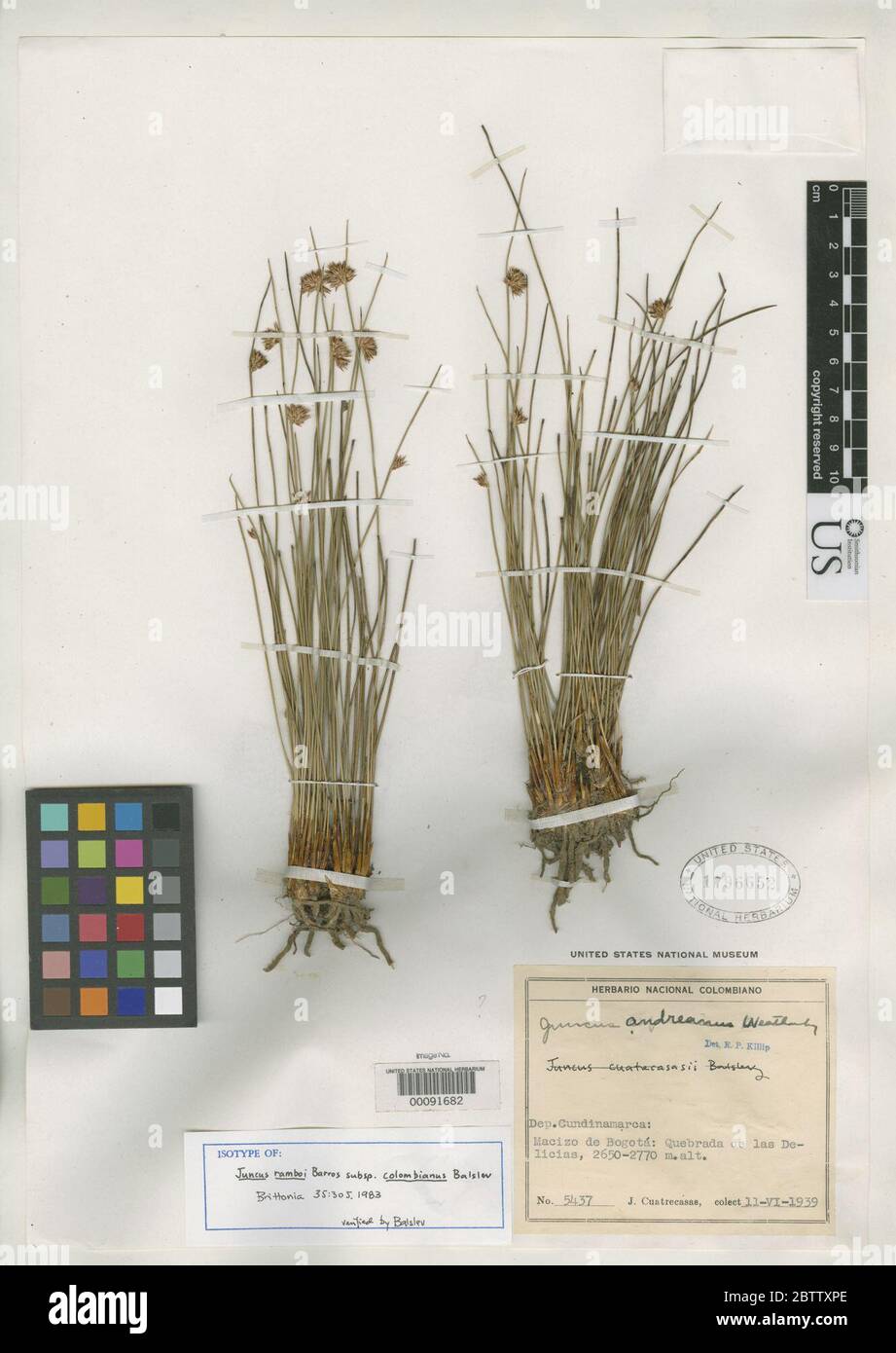 Juncus ramboi subsp colombianus Balslev. Stock Photo