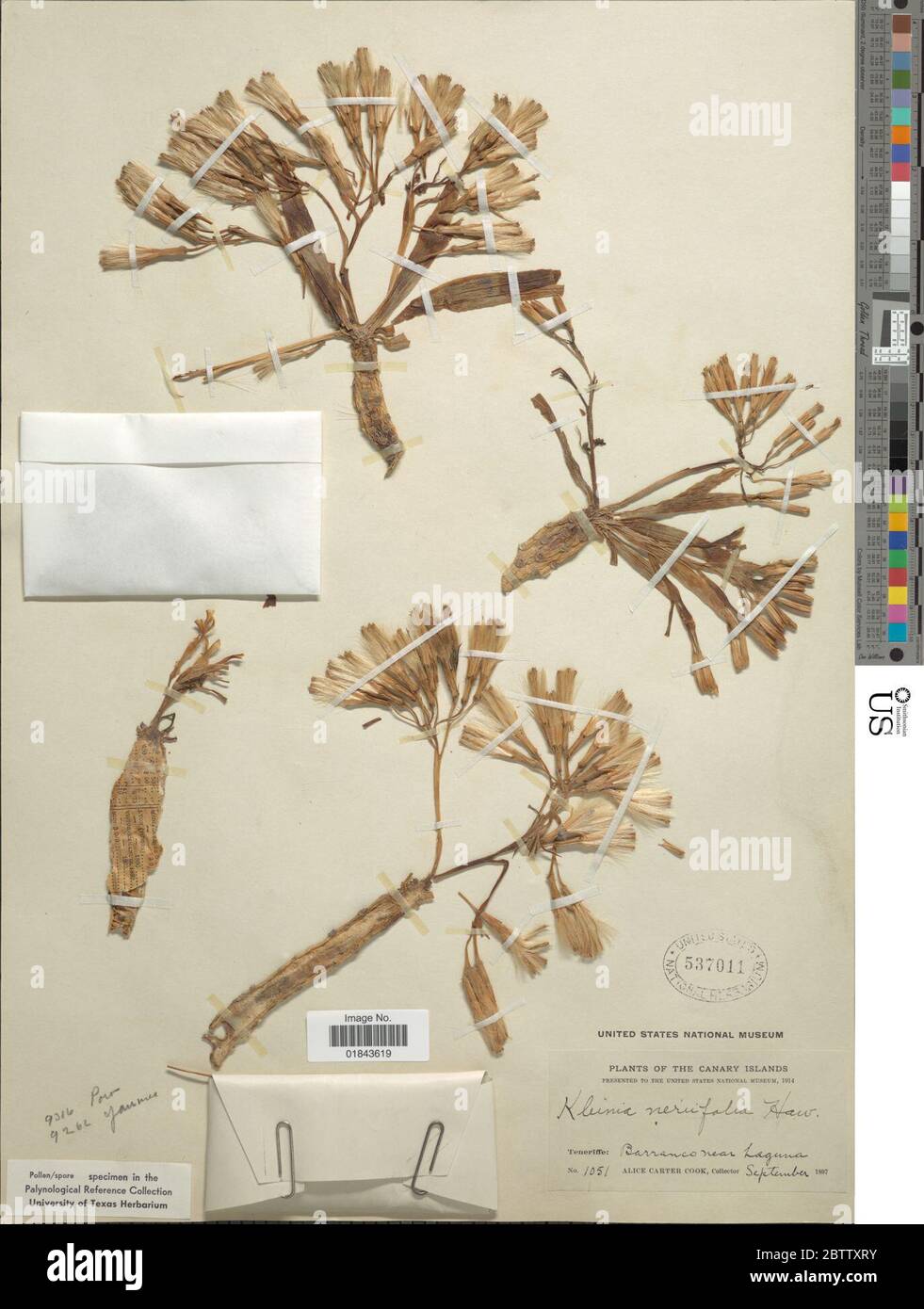 Kleinia neriifolia Haw. Stock Photo