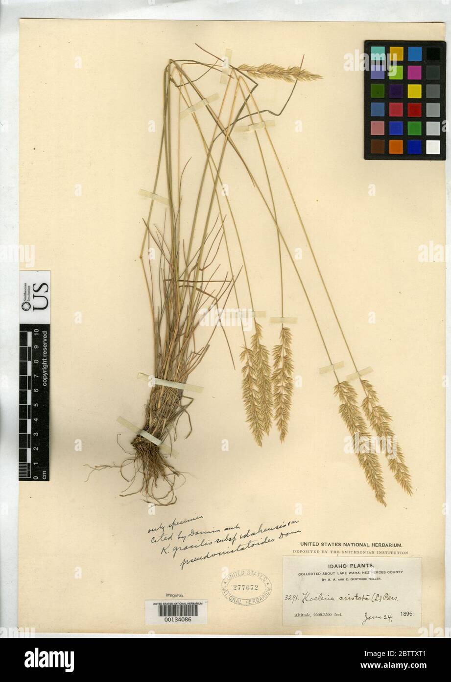 Koeleria gracilis subsp idahensis var pseudocristatoides Domin. Stock Photo