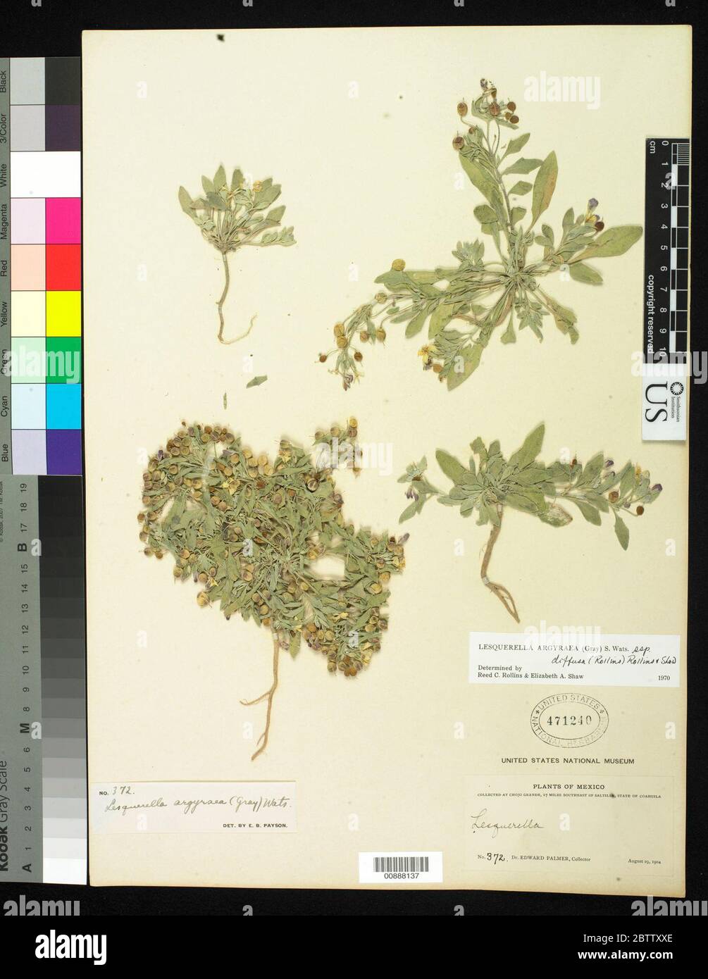 Lesquerella argyraea subsp diffusa. Stock Photo