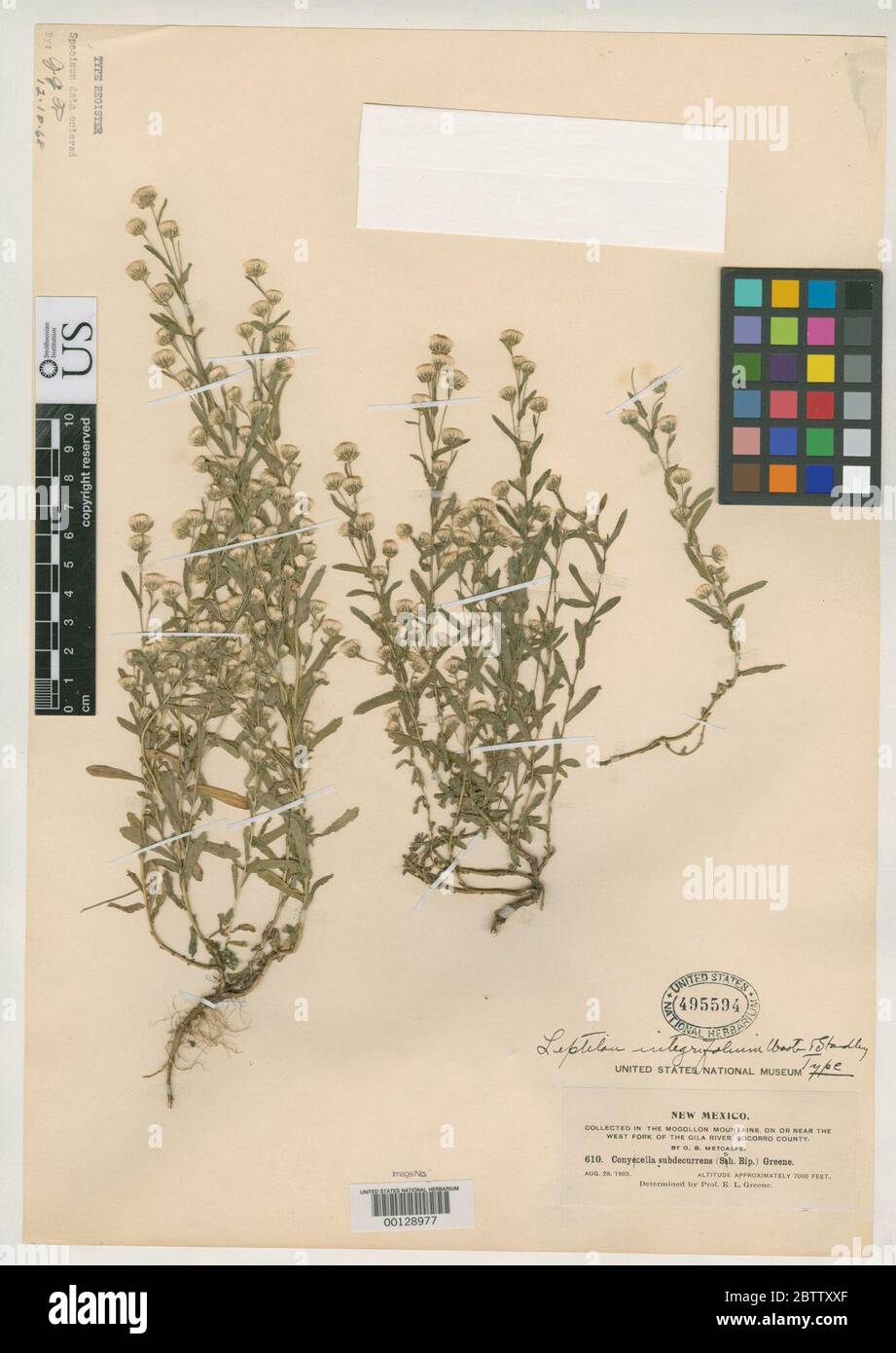 Leptilon integrifolium Wooton Standl. Stock Photo