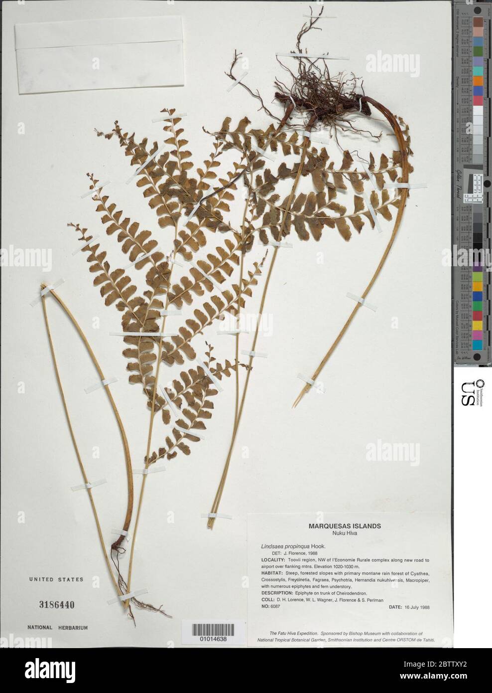 Lindsaea propinqua Hook. Stock Photo