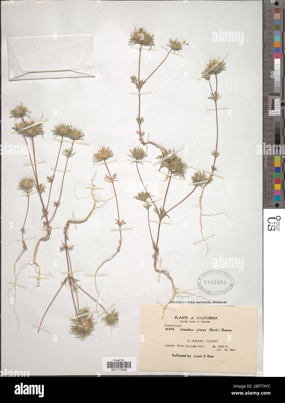 Linanthus ciliatus Benth Greene. Stock Photo