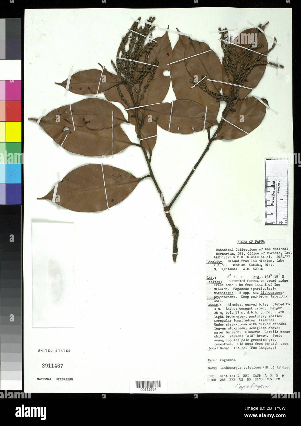 Lithocarpus celebicus Miq Rehder. Stock Photo