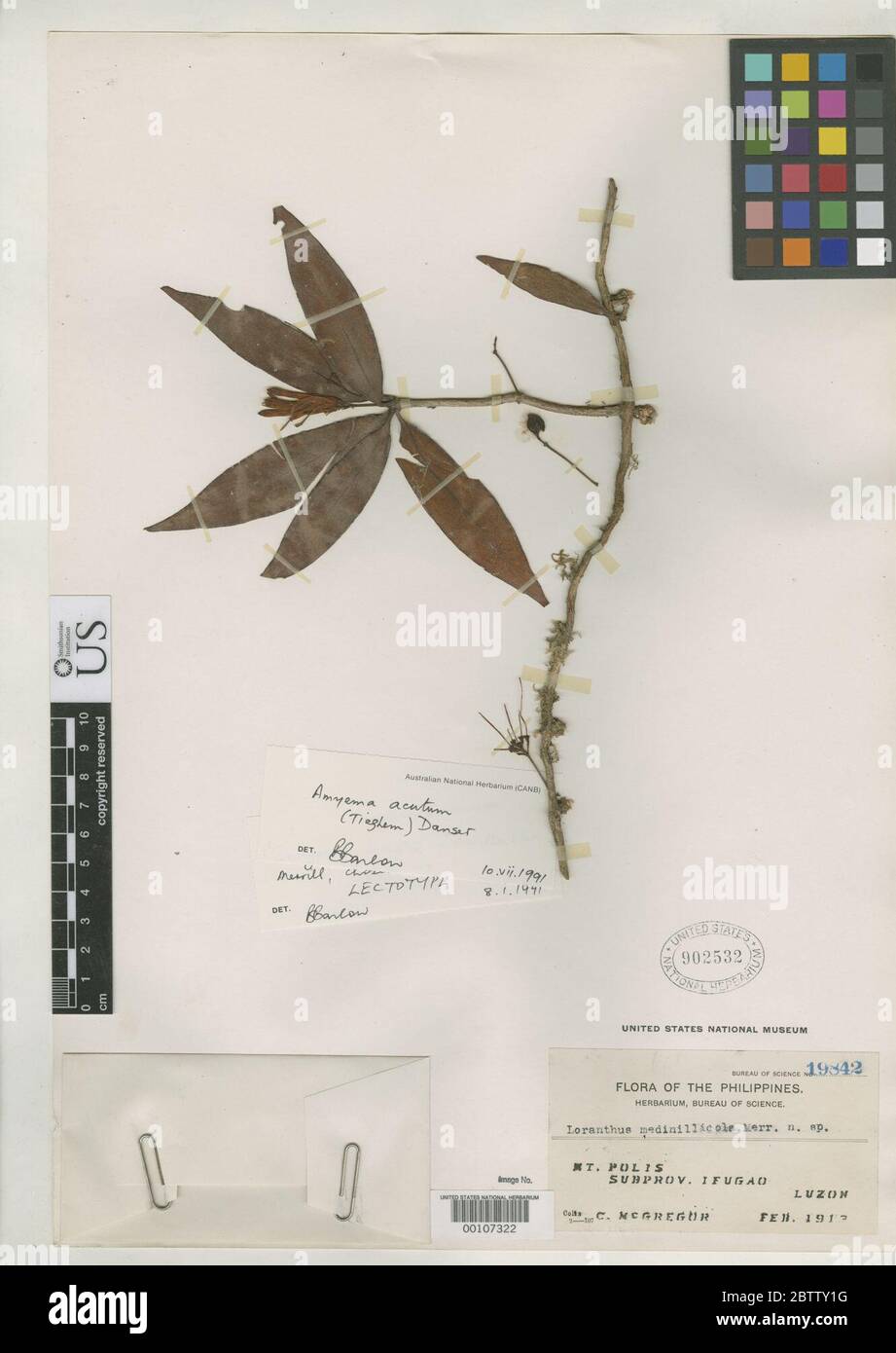 Loranthus medinillicola Merr. Stock Photo