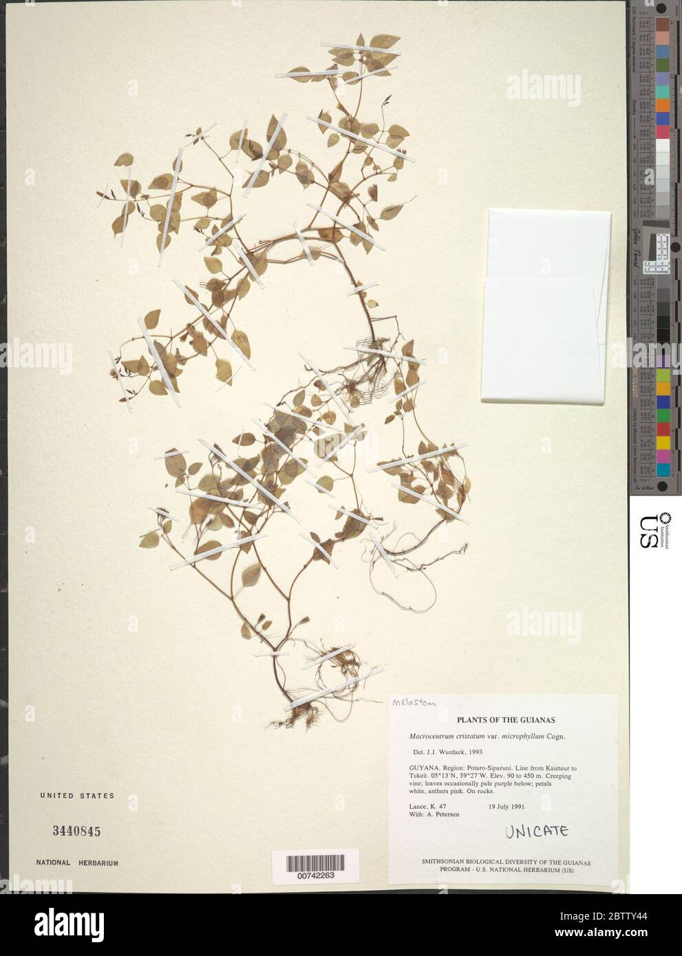 Macrocentrum cristatum var microphyllum Cogn. Stock Photo