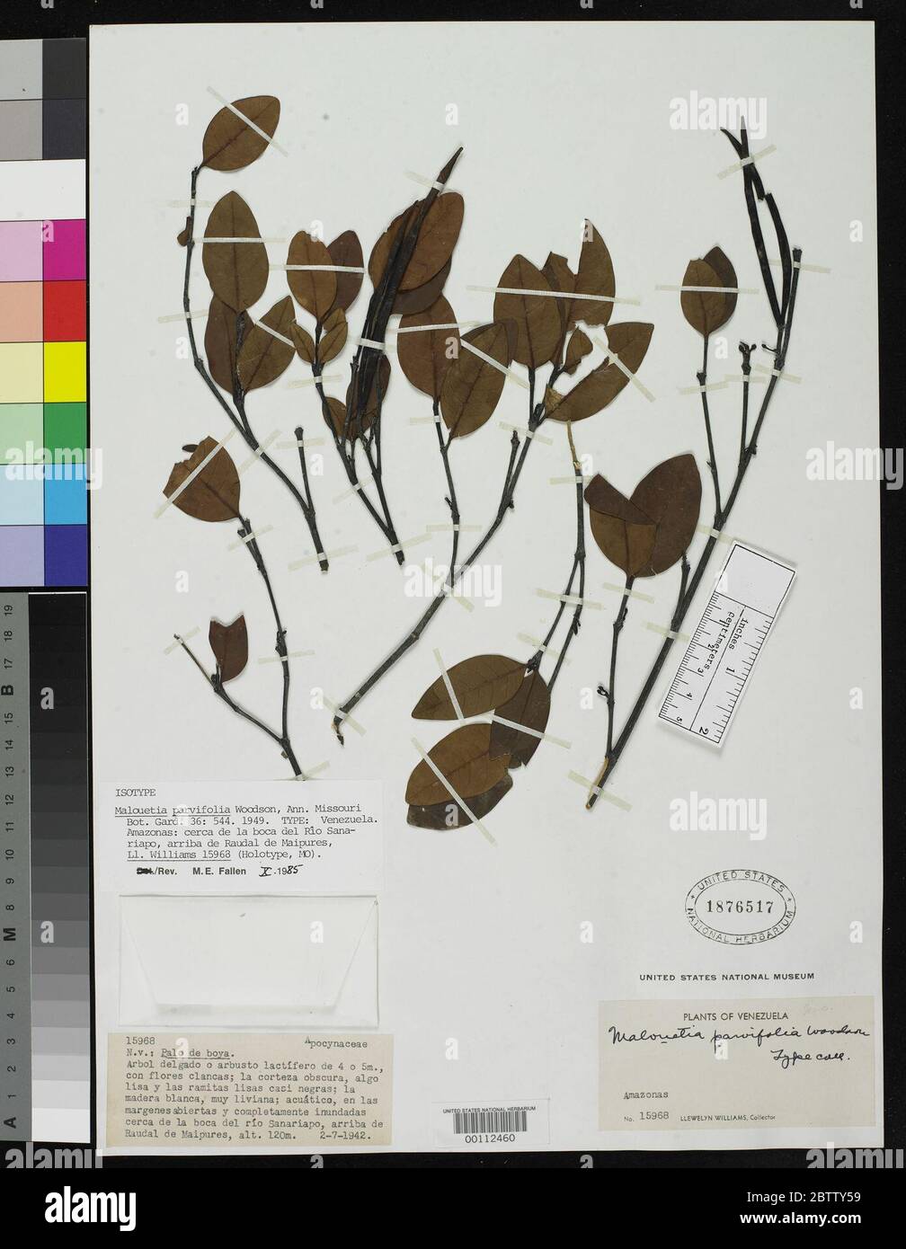 Malouetia parvifolia Woodson. Stock Photo