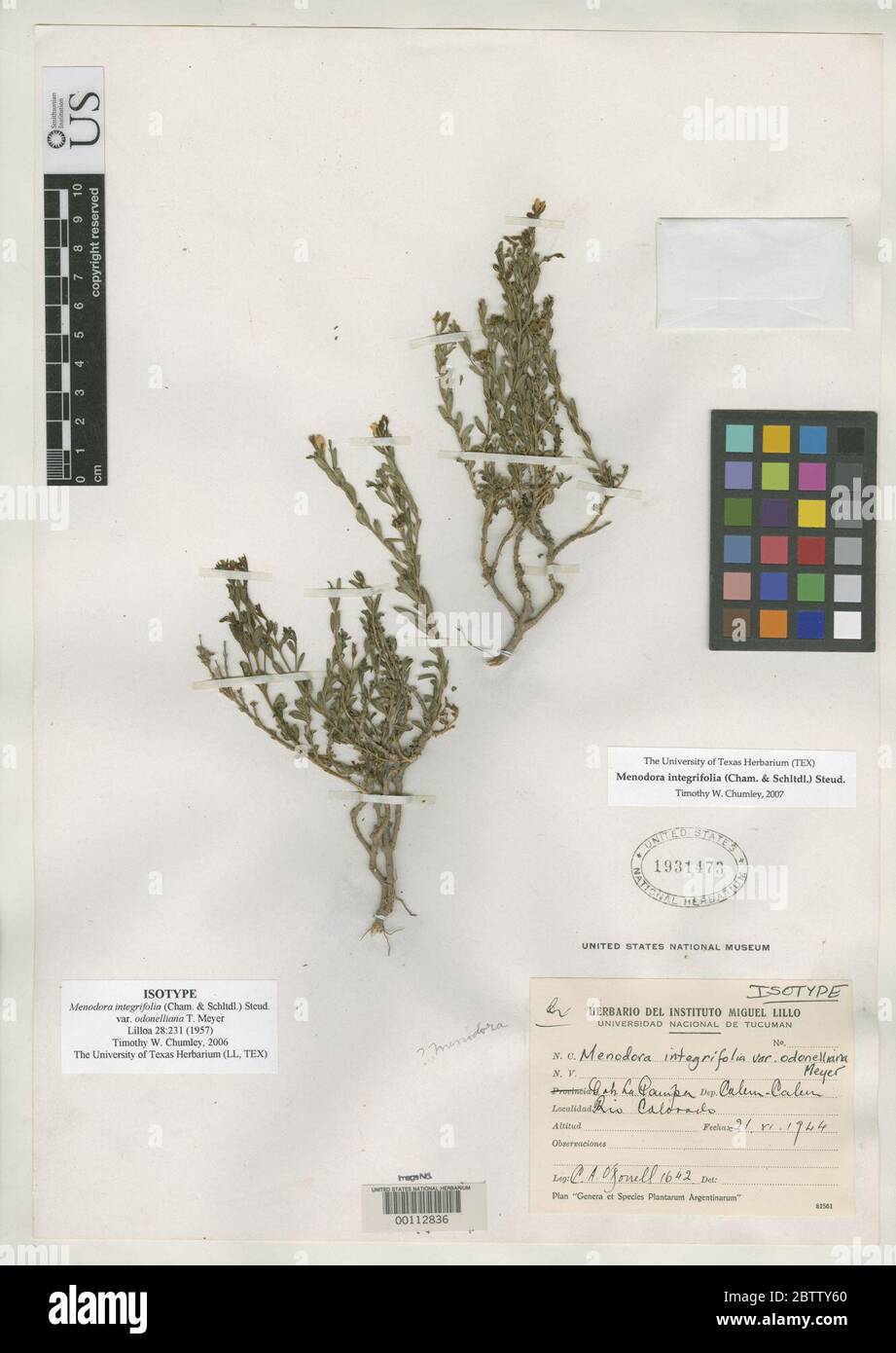 Menodora integrifolia var odonelliana T Mey. Stock Photo