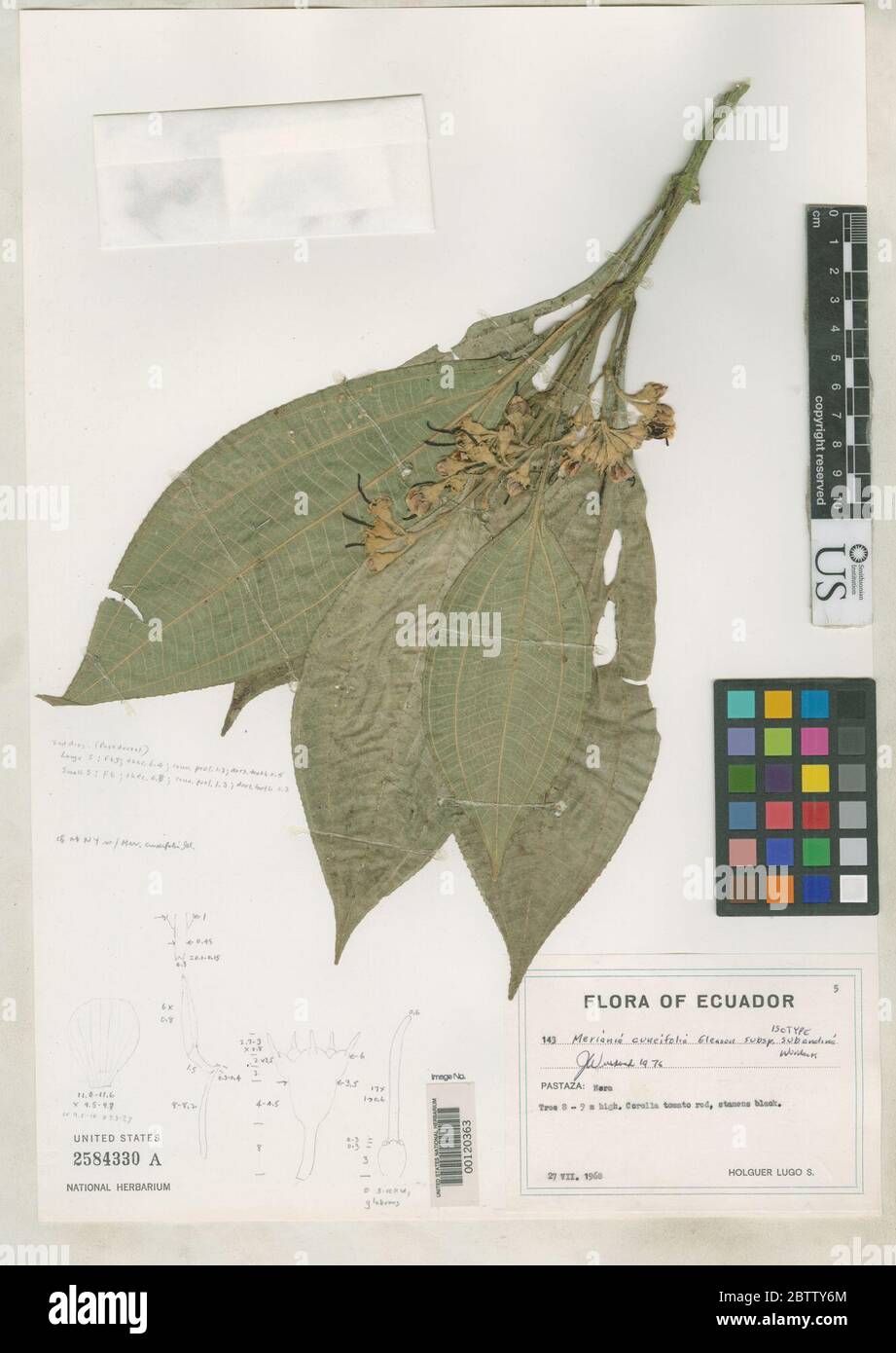 Meriania cuneifolia subsp subandina Wurdack. Stock Photo
