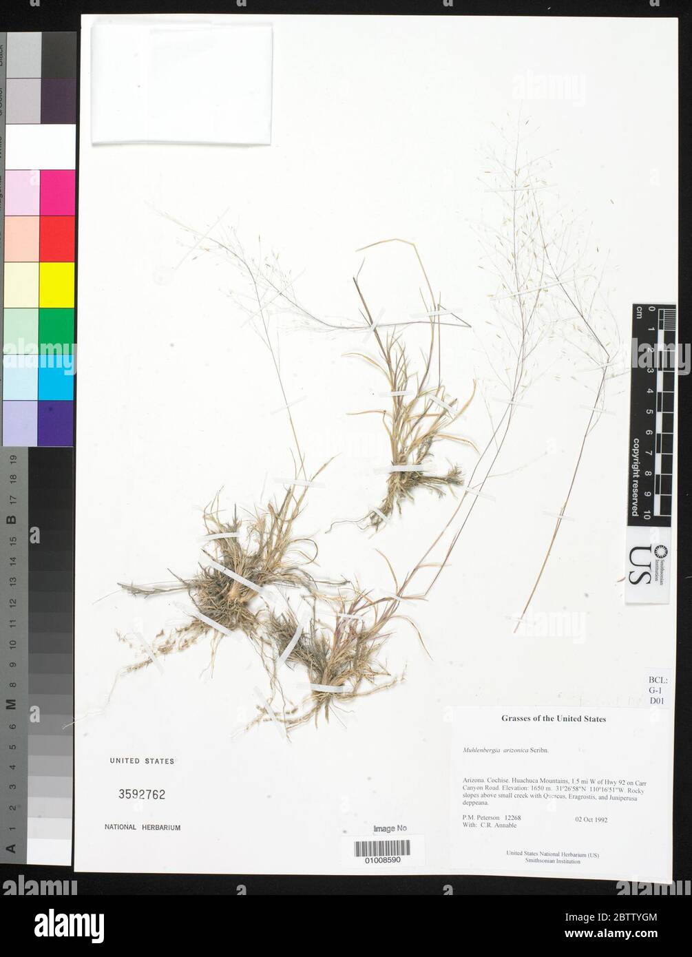 Muhlenbergia arizonica Scribn. Stock Photo