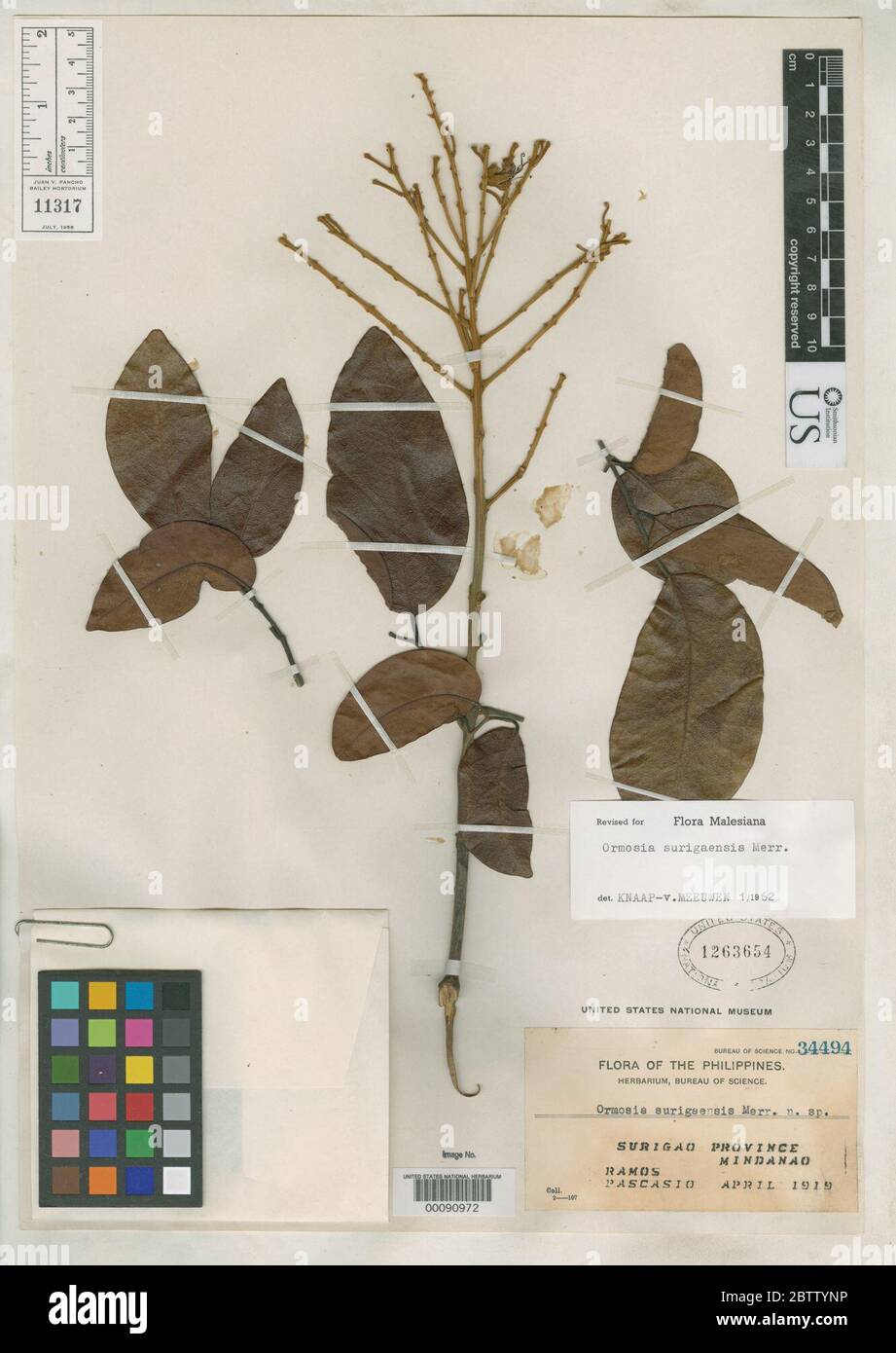 Ormosia surigaensis Merr. Stock Photo