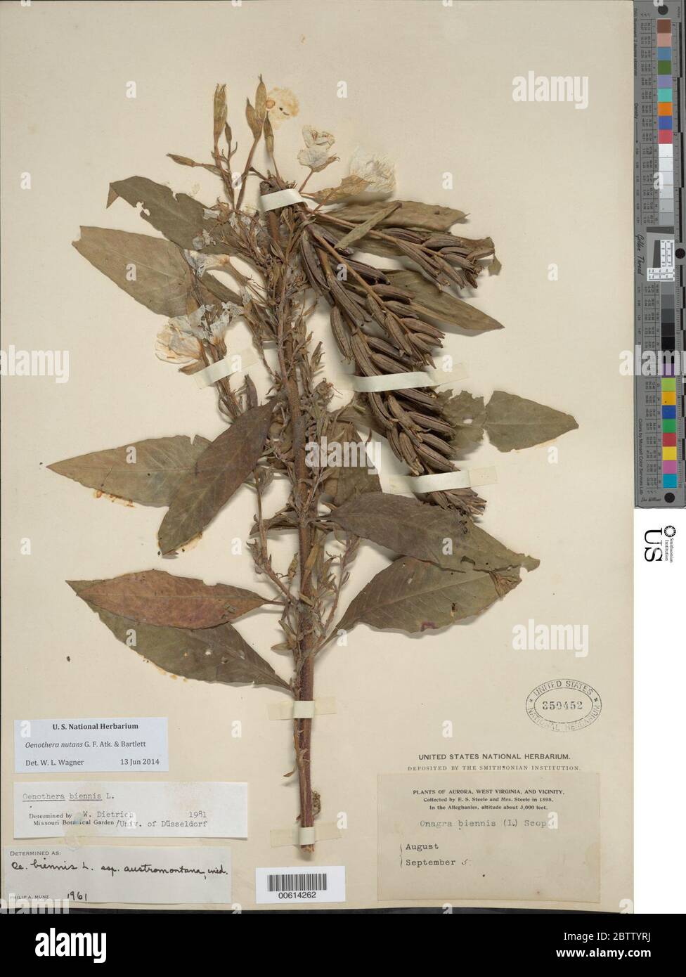 Oenothera nutans GF Atk Bartlett. Stock Photo