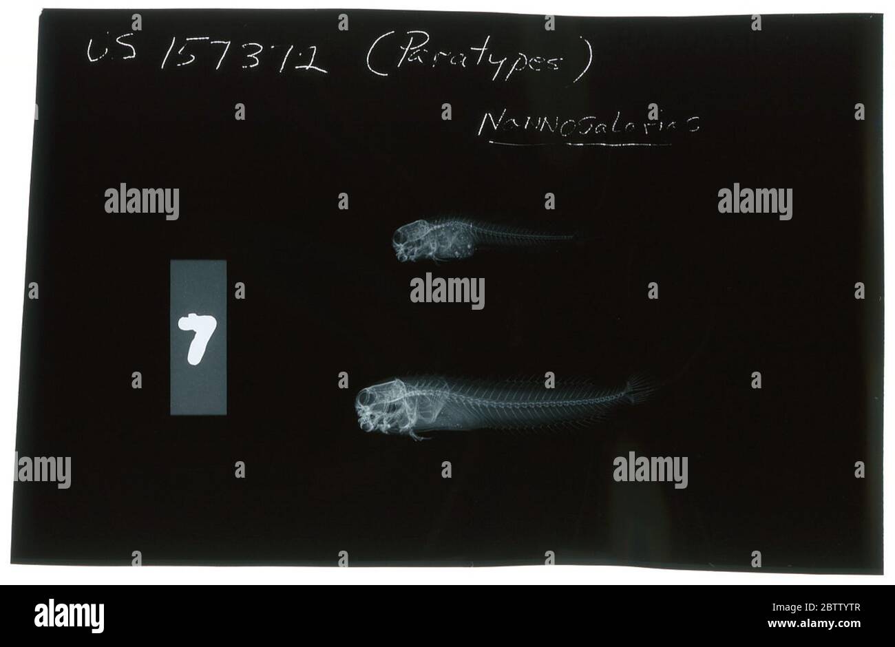 Blennius nativitatus Regan. Radiograph is of a paralectotype; The Smithsonian NMNH Division of Fishes uses the convention of maintaining the original species name for type specimens designated at the time of description. The currently accepted name for this species is Nannosalarias nativitatis.24 Oct 20181 Stock Photo