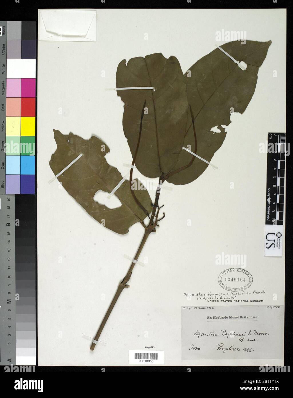 Oxyanthus bagshawei S Moore. Stock Photo