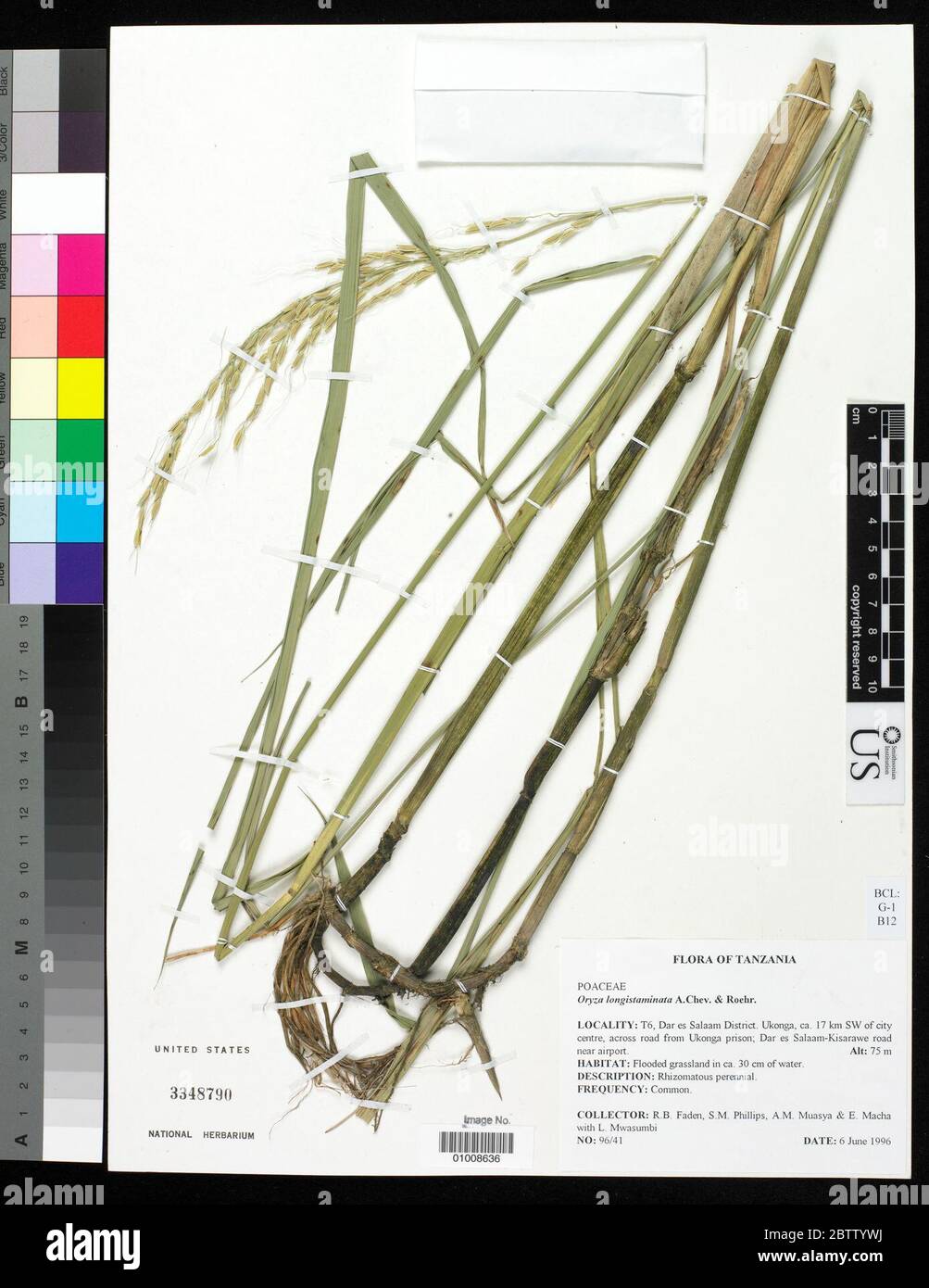 Oryza longistaminata A Chev Roehr. Stock Photo