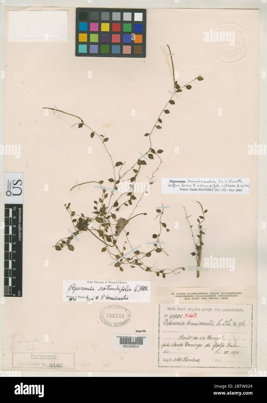 Peperomia tenuicaulis C DC in Pittier. Stock Photo