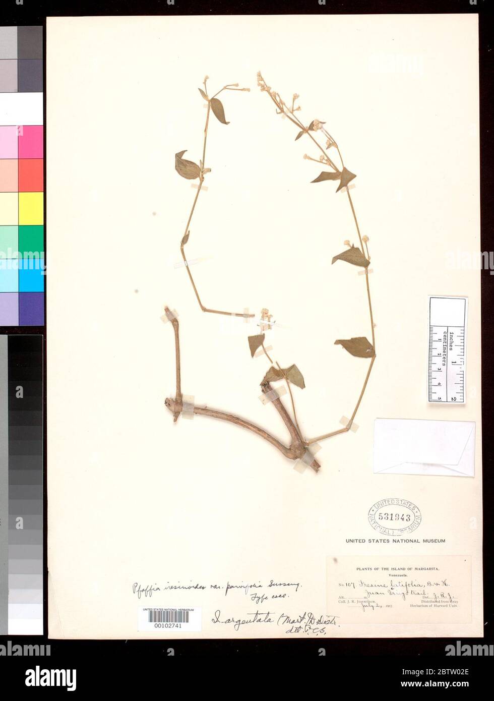 Pfaffia iresinoides var parvifolia Suess. Stock Photo