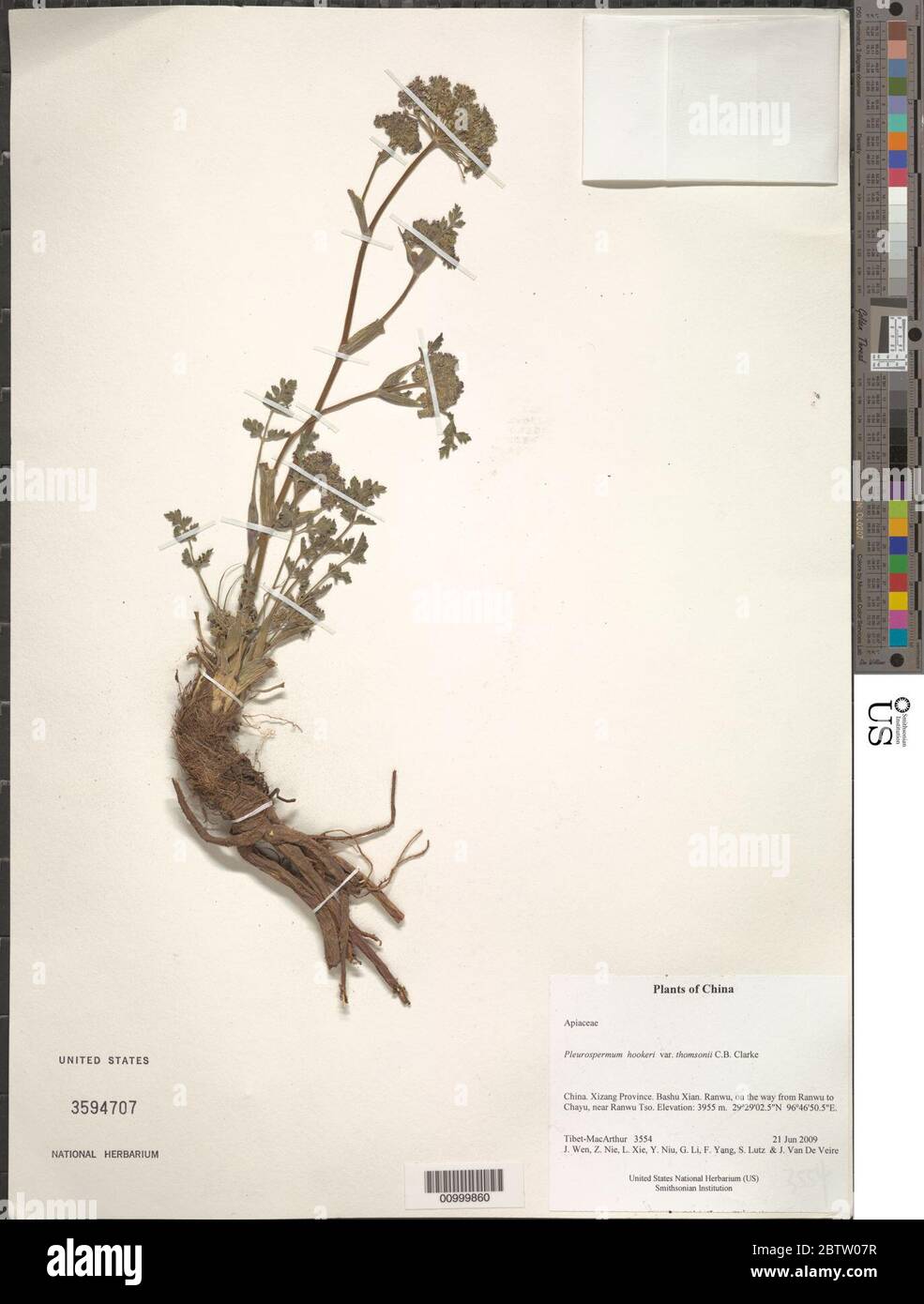 Pleurospermum hookeri var thomsonii CB Clarke. Stock Photo