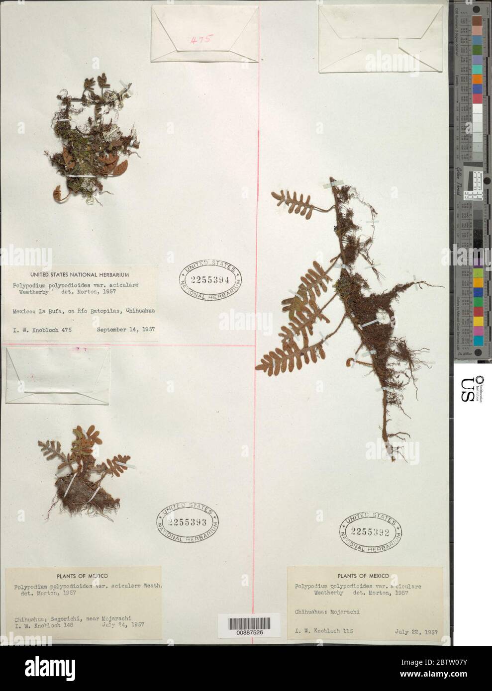 Pleopeltis polypodioides var acicularis Weath EG Andrews Windham. Stock Photo