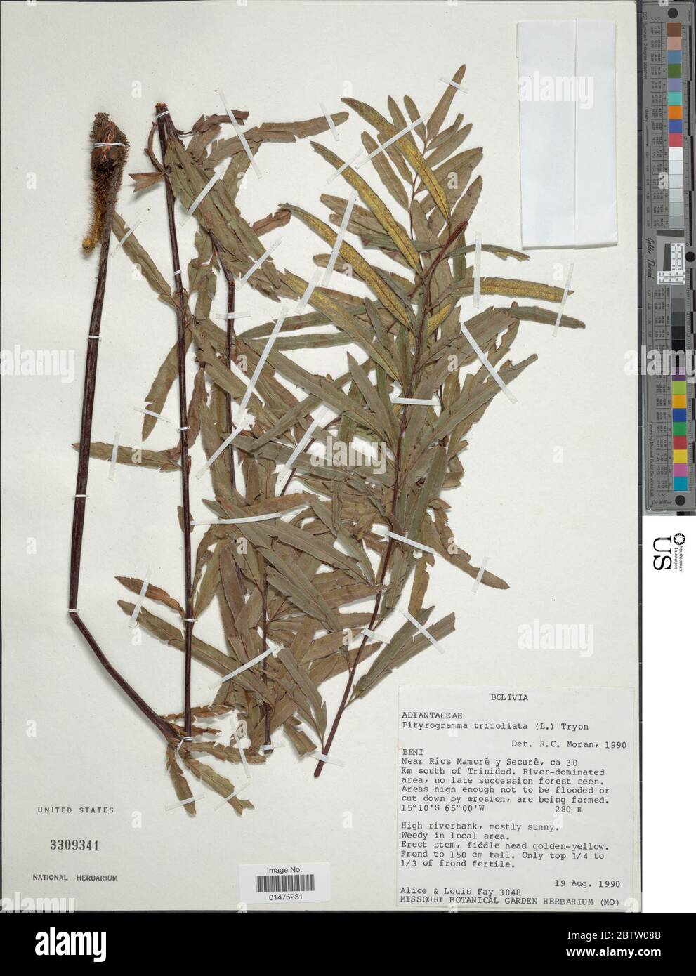 Pityrogramma trifoliata L RM Tryon. Stock Photo