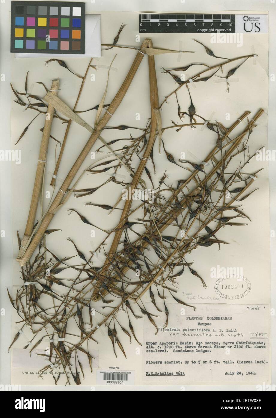 Pitcairnia patentiflora var macrantha LB Sm. Stock Photo
