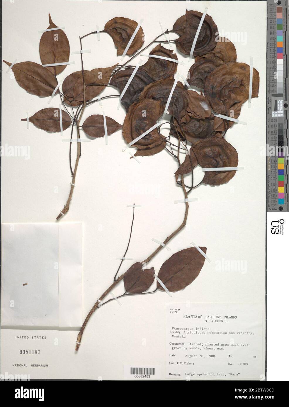 Pterocarpus indicus Willd. Stock Photo