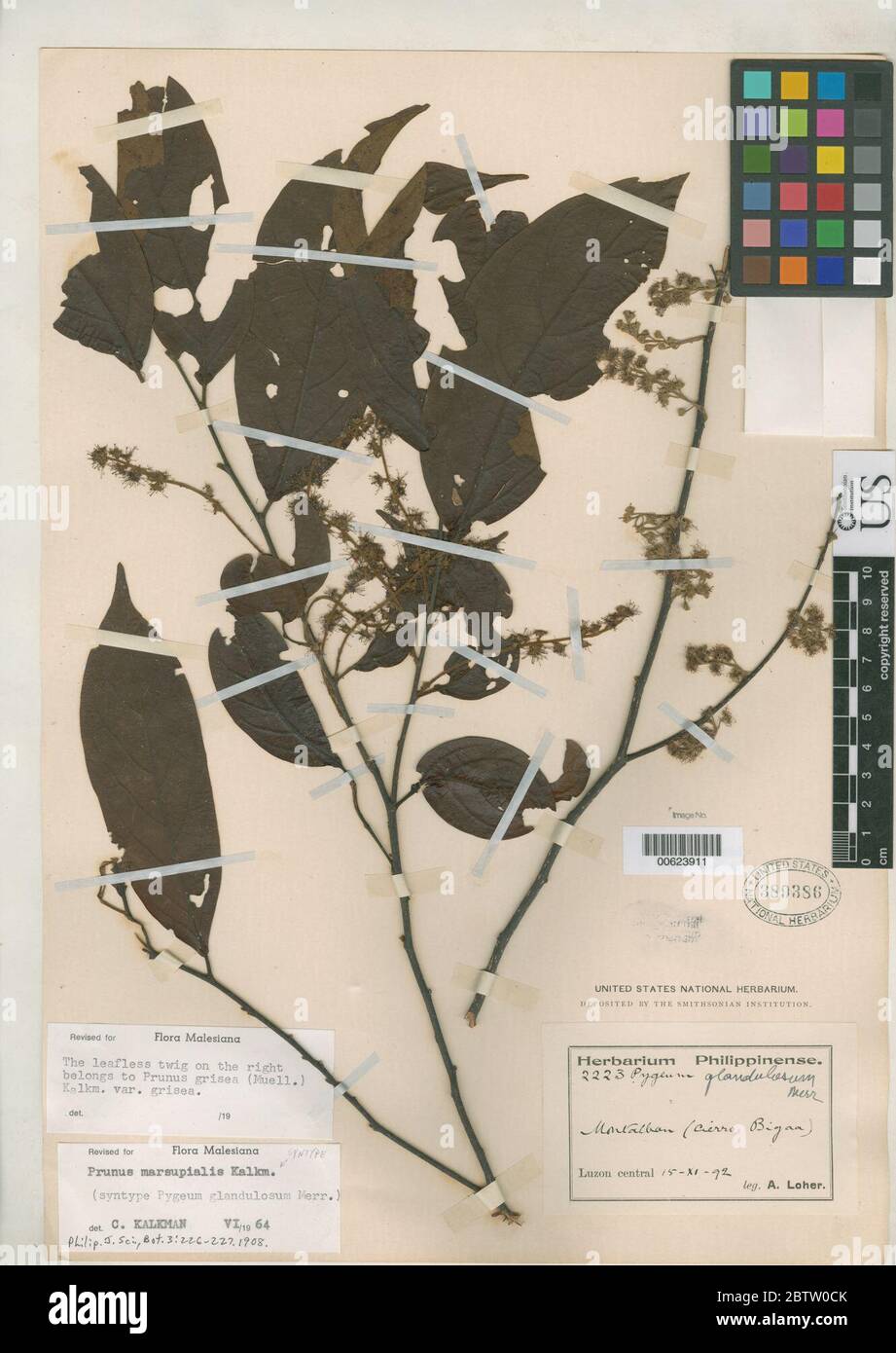 Pygeum hi-res stock photography and images - Alamy