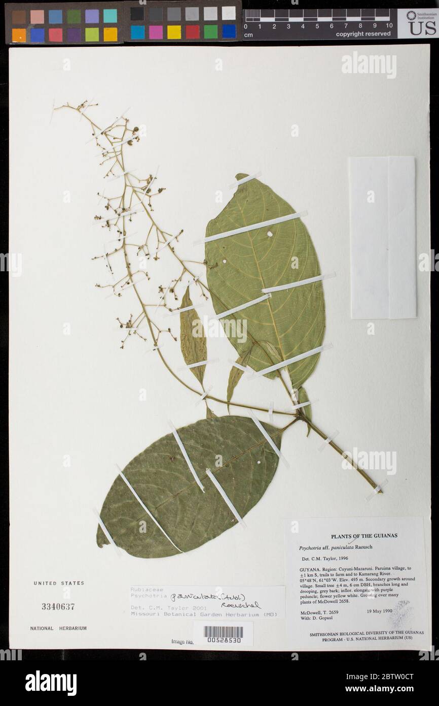 Psychotria paniculata Aubl Raeusch. Stock Photo