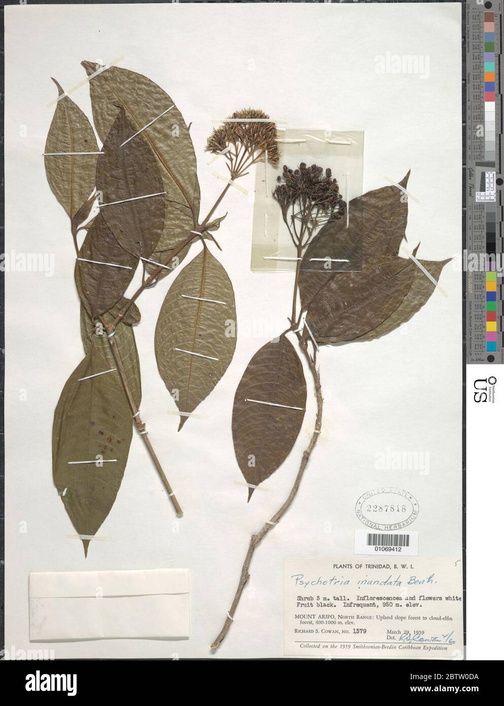 Psychotria capitata subsp amplifolia Raeusch Steyerm. Stock Photo