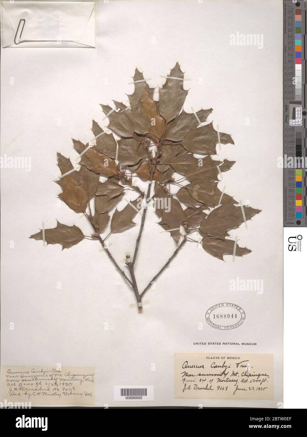 Quercus canbyi Trel. Stock Photo