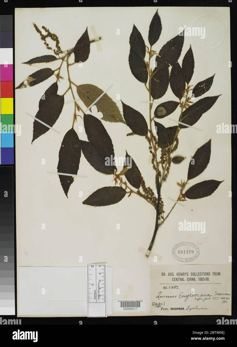 Quercus engleriana Seemen. Stock Photo