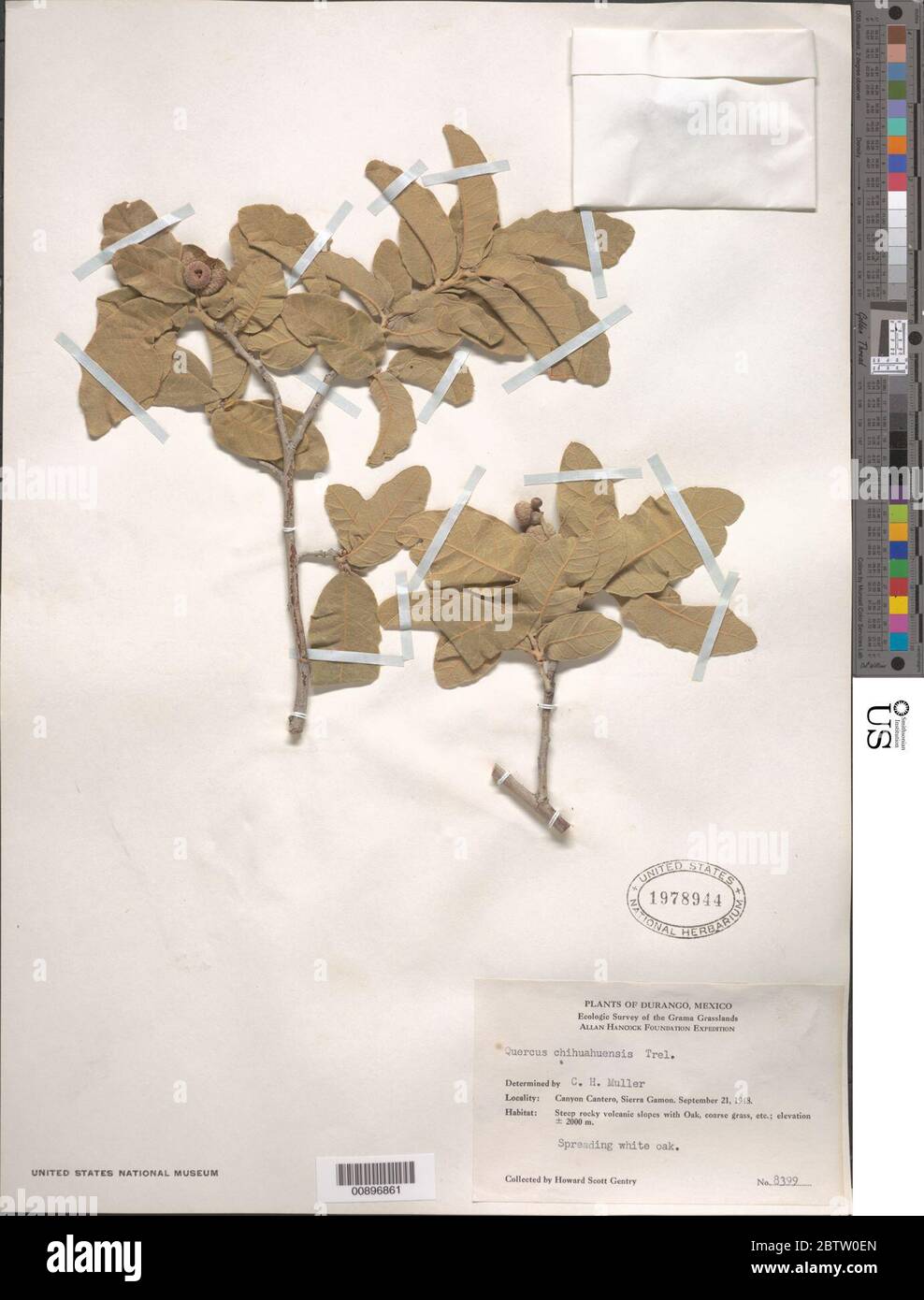 Quercus chihuahuensis Trel Stock Photo Alamy