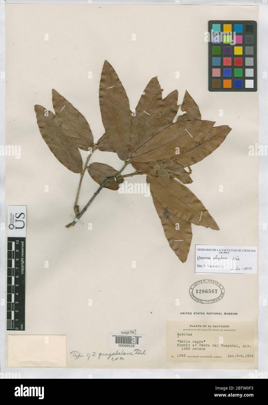 Quercus guayabalana Trel in Standl. Stock Photo