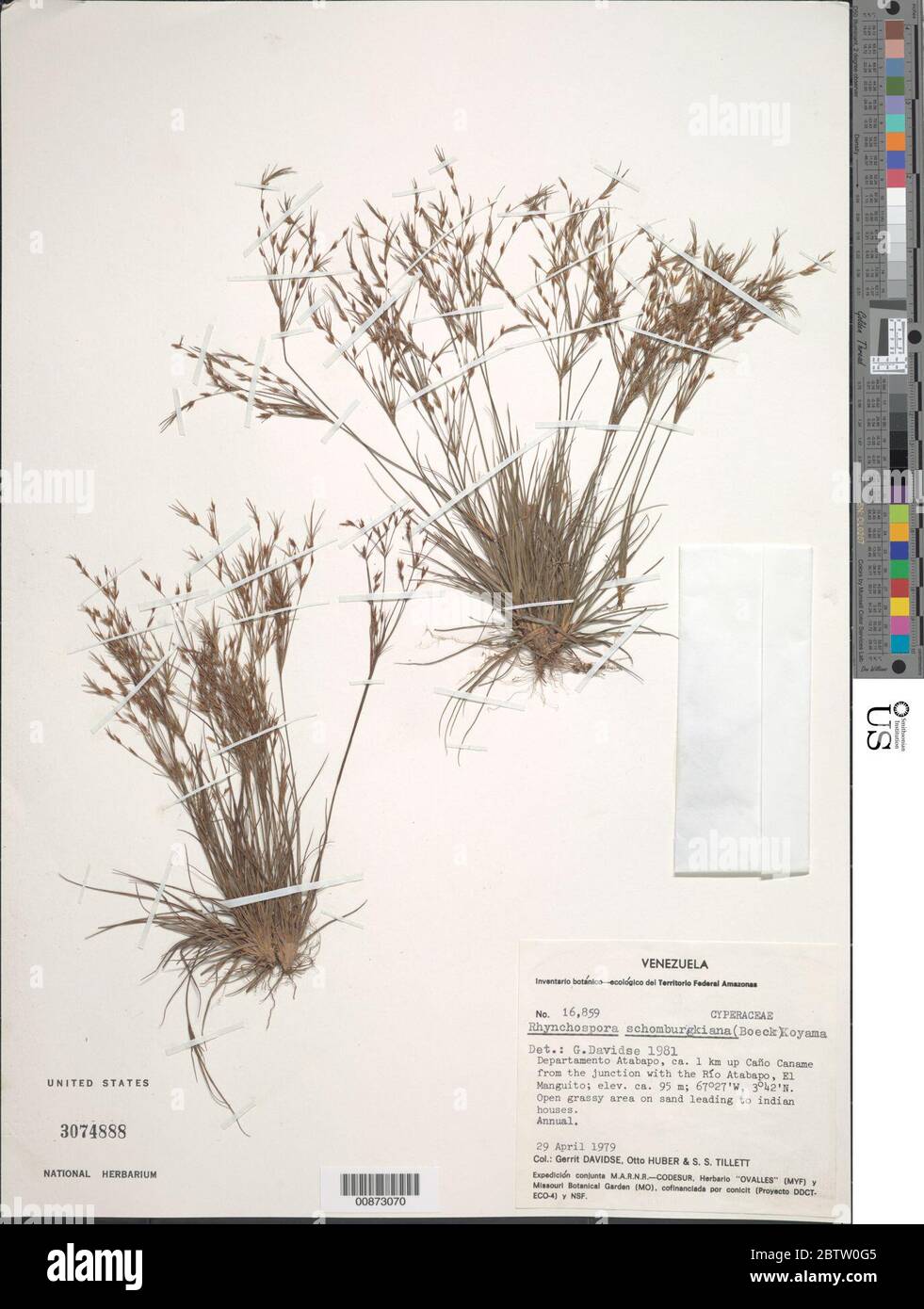 Rhynchospora schomburgkiana Boeckeler T Koyama. Stock Photo