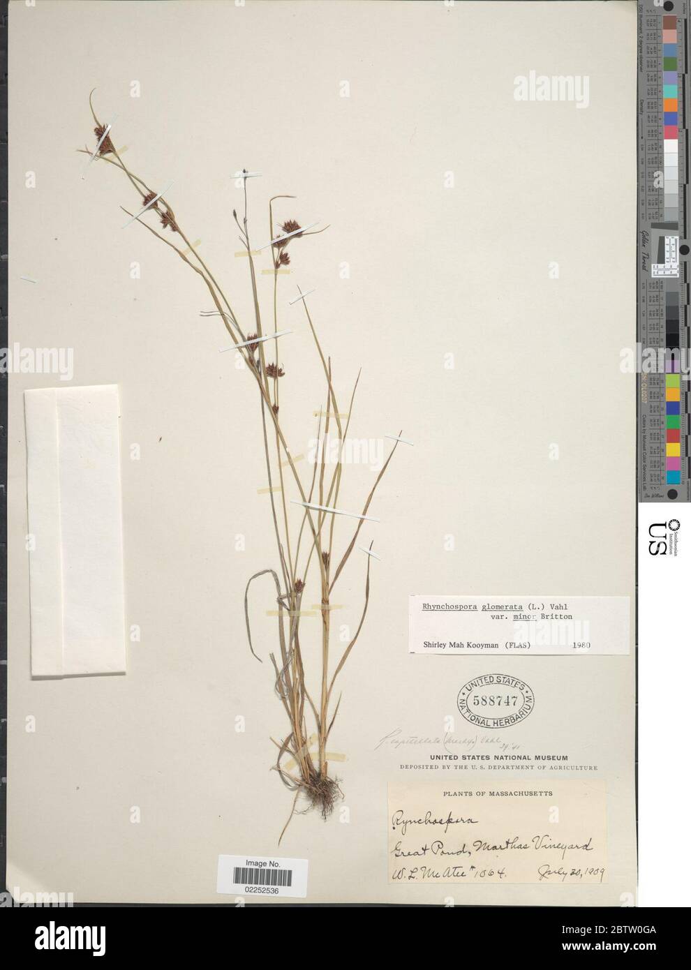 Rhynchospora capitellata Michx Vahl. Stock Photo