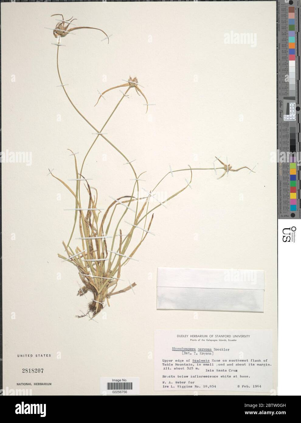 Rhynchospora nervosa Vahl Boeckeler subsp nervosa. Stock Photo