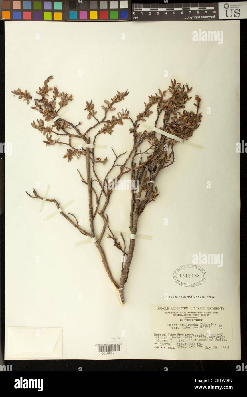 Salix oritrepha var tibetica Goerz in Rehder Kobuski. Stock Photo