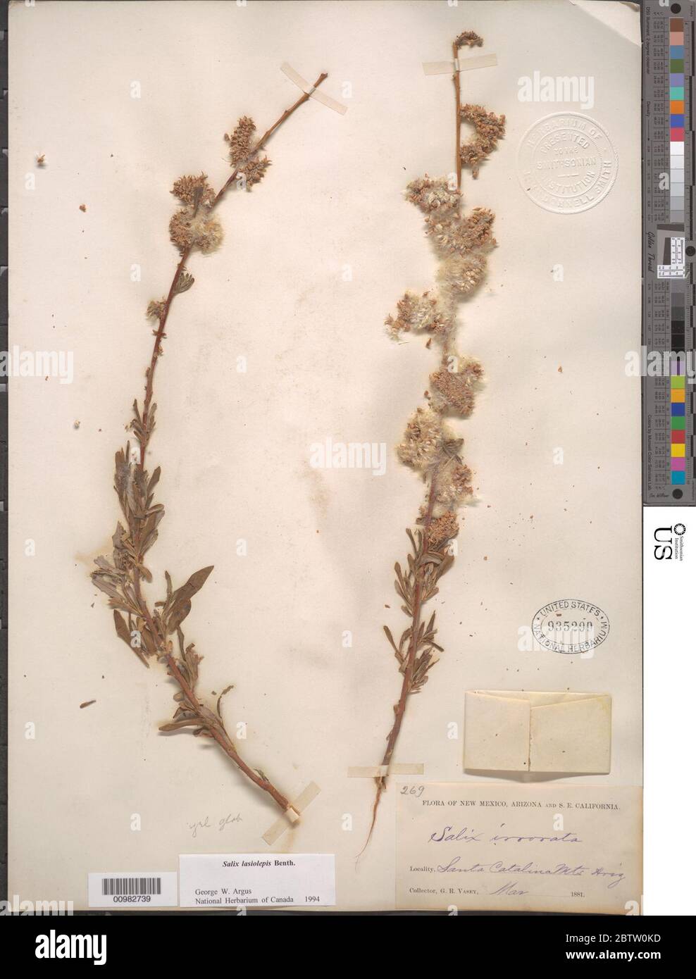 Salix lasiolepis Benth. Stock Photo
