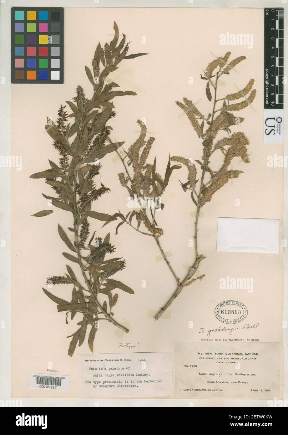 Salix nigra var vallicola Dudley in Abrams. Stock Photo