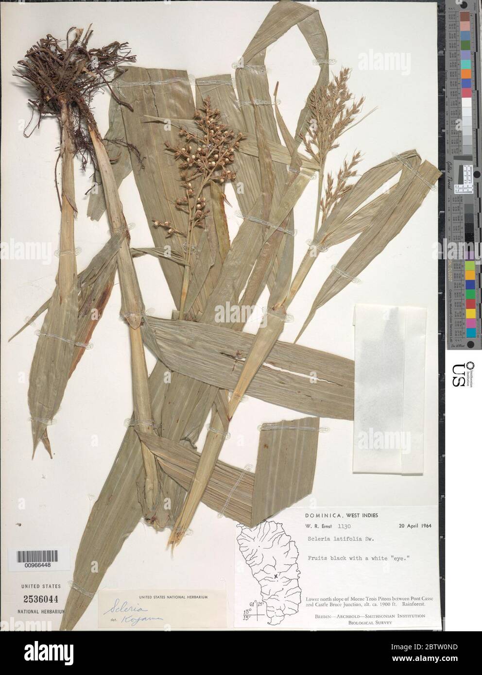 Scleria latifolia Sw. Stock Photo